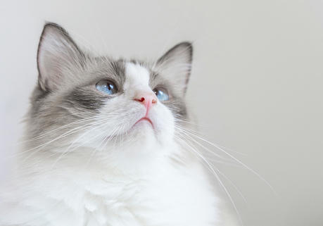 7 Tips to Keep Your Cats Clean and Healthy