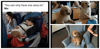 These Cute and Funny Dog Memes Prove Dogs Are The Ultimate Pets