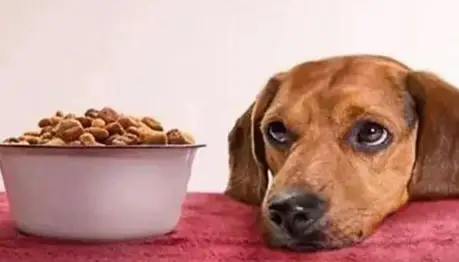 8 Reasons Your Dog Won’t Eat or Drink