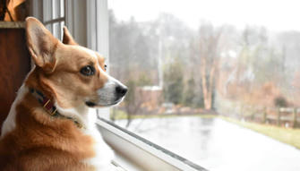 7 Tips to Train Your Dog to Overcome Separation Anxiety