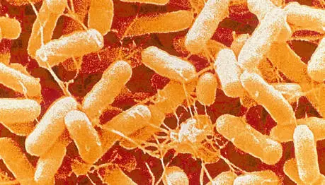 Eight Symptoms of Salmonellosis