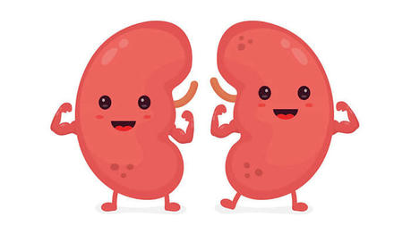 7 Signs that the Kidneys Are Not Working Properly