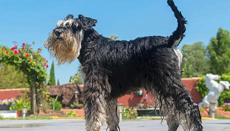 "Little Old Man" Schnauzer Has These 8 Characteristics. Is Your Schnauzer Like This?