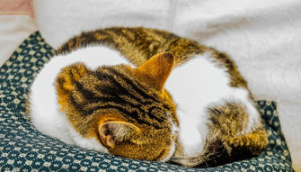 11 Cat Sleeping Positions and What They Really Mean