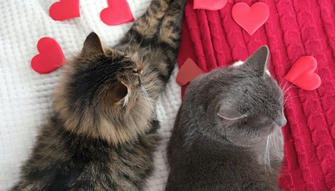 Are Male Cats More Affectionate Than Female Cats?