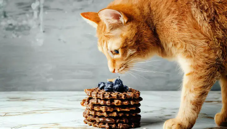 Eight foods cats should never eat