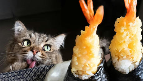 12 Foods That Cats Can't Eat