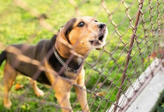 Best Dog Fence Ideas For Outdoors And Indoors