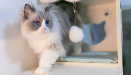 How much do you know about the Ragdoll cat, the fairy of cats 